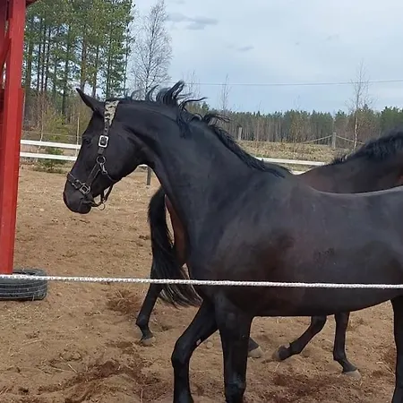 Kankaanpaeaen Ratsastuskeskus Kankaanpaa