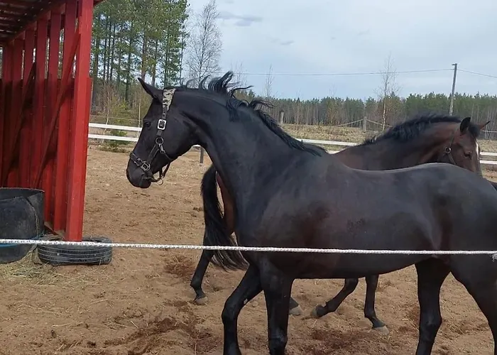 Kankaanpaeaen Ratsastuskeskus Kankaanpää